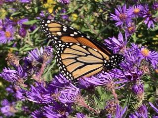Monarch butterfly on purple New England Aster