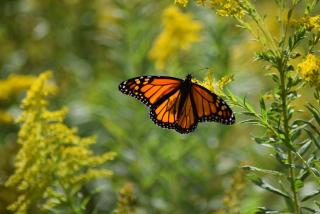 a monarch butterfly per