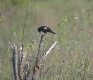 A male red-winged blackbird perched on leafeless brown branches