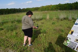 person using i naturalist in meadow