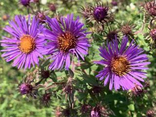 new england asters purple against green meadow background