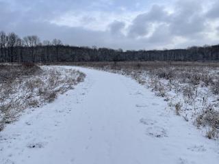 a snow covered trail curves to the left of the photo flanked by brown meadow plants