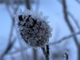 a brown gall on a goldenrod stem is covered in white frost crystals