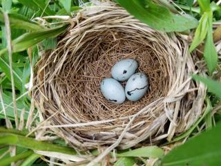 a brown, circular nest holds three light blue eggs in green foliage