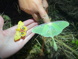yellow io moth and green luna moth being held in hands