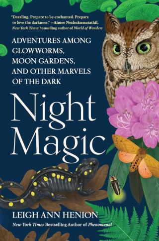 Night Magic cover art