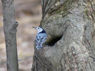a white breasted nuthatch perches on the hole of a tree 