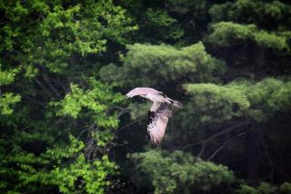 Osprey in flight with evergreen trees in the background