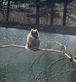 fluffy owl on branch over water
