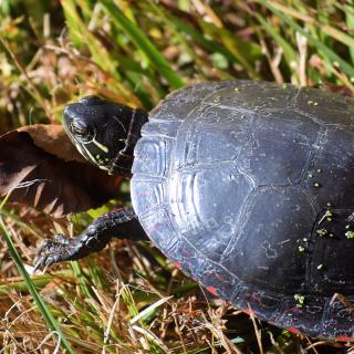A painted turtle faces left, standing on green grass, with a shiny shell and alert head. 