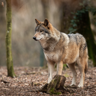 wolf standing in forest 