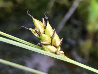 spiky flower of sedge on stem