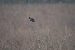 Male Redwinged Blackbird is perched on tall grass. The black bird is flashing its red and yellow shoulder patches and calling.