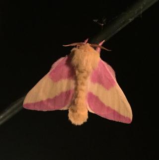 Rosy Maple Moth has a yellow fuzzy body. Its wings have broad pink and yellow horizontal stripes.