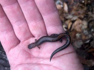 Salamander in hand