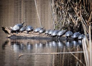 several dark colored turtles lined up on a log in a pond