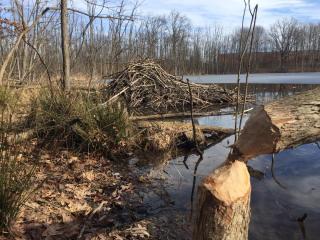beaver lodge and pencil tree near water