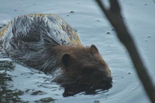 beaver swimming in water