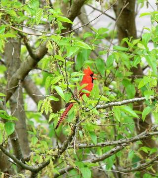 A male red cardinal perched on small branches surrounded by bright green leaves. 