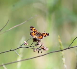 Black and orange butterfly perched on small twig with wings spread.