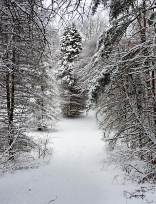 snowy path alon trees 