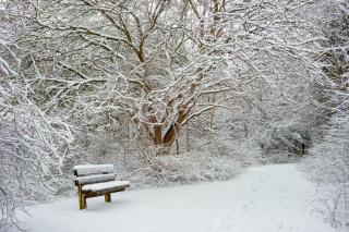 snowy path between trees with a snow covered bench