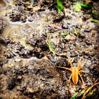 orange spider in soil