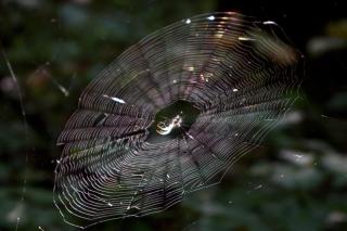 Orb weaver spider web with black background