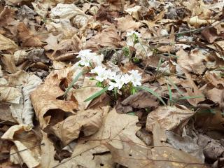 Spring Beauty pushing up through the leaf litter 