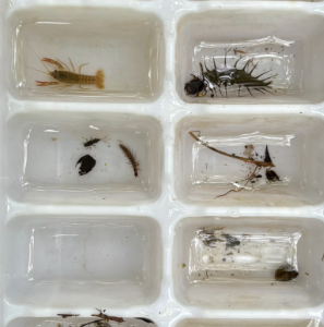 sampling of macroinvertebrates in an ice cube tray 