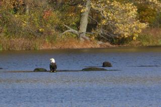 bald eagle on fallen log in water