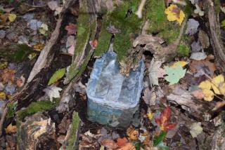 Plastic container hidden on forest floor next to a log and surrounded by fall leaves