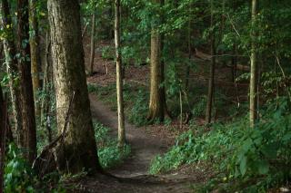 wooded trail with mature trees and green vegetation