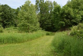 grassy trail with meadow and trees on either side and light blue sky above