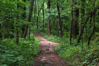 natural surface trail through the woods