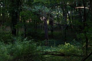 dark trail in the woods