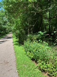 Asphalt paved trail pictured on the left and low vegetation bordered by trees on the right side of photo.