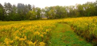 field of goldenrod
