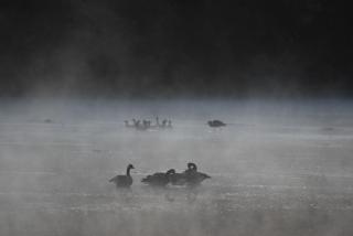 geese on water in fog