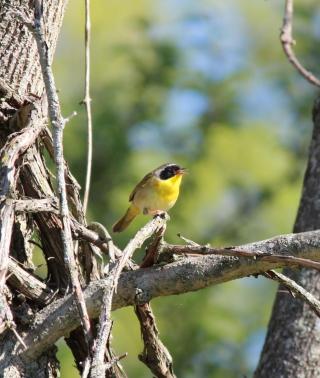 Male Common Yellowthroat perched on a branch. Bird has yellow belly, drab olive back, and black mask.