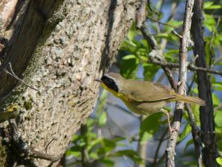 a common yellow throat sits on a thin tree branch facing left 