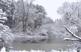 snow covered trees surrounding lake