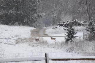 Two white-tailed deer pose on a snow covered trail. 