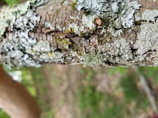 Grayish Lichen on a log