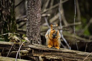 An eastern fox squirrel sits on a log with an acorn at it's mouth with a fluffy tail behind him.