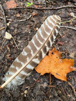 turkey feather lies on ground with dried leaves