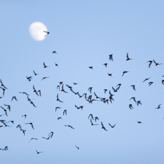Large group of bats flying across sky with moon in background
