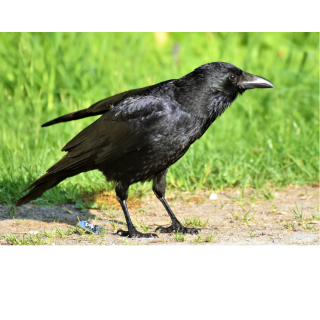 crow sitting on path