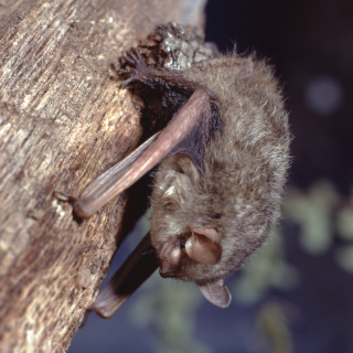 bat clinging to tree bark