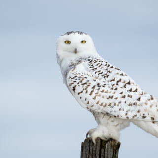 snowy owl sitting on a perch